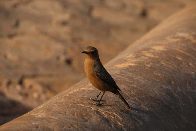 Foucault sagte, die Seele sei das Gefängnis des Körpers