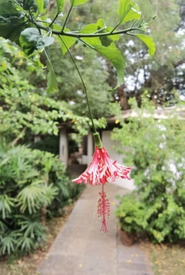 Ankommen in Auroville