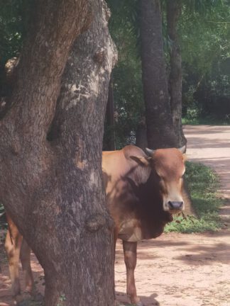 Kuh Auroville