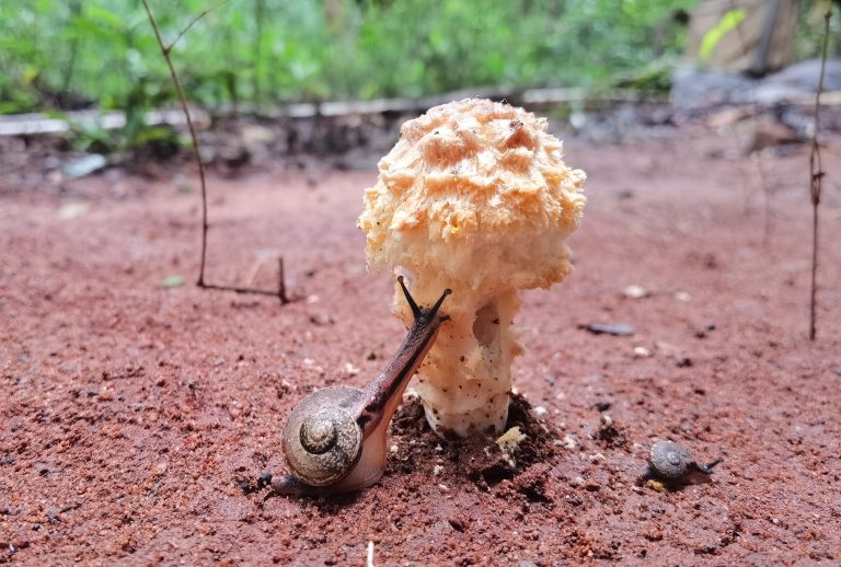 Die Begierde der Frucht