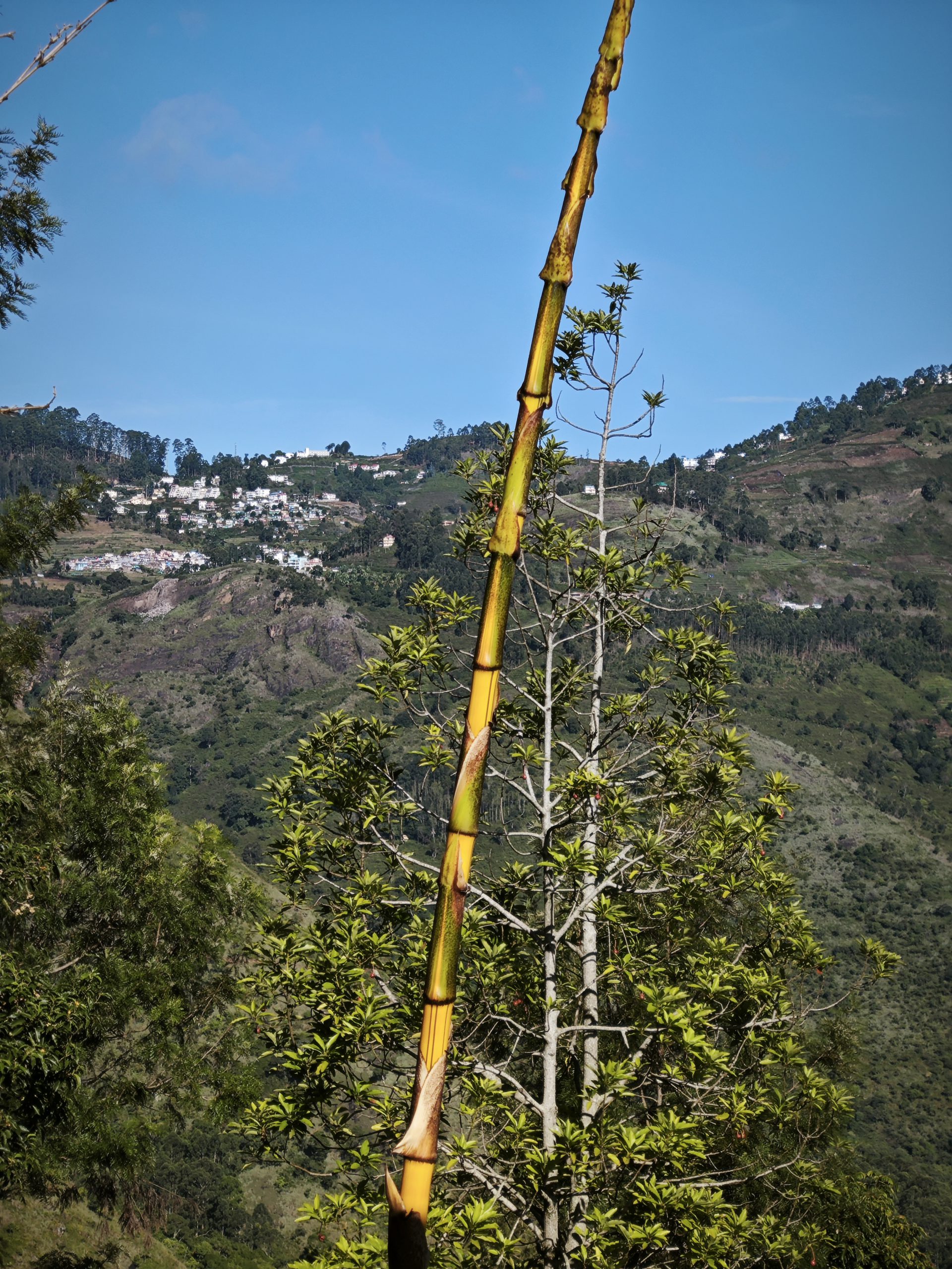 bamboo