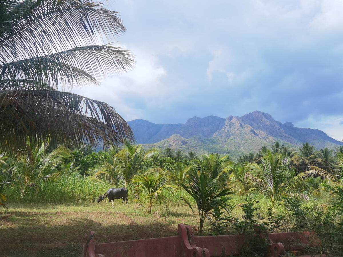 Kolli Hills