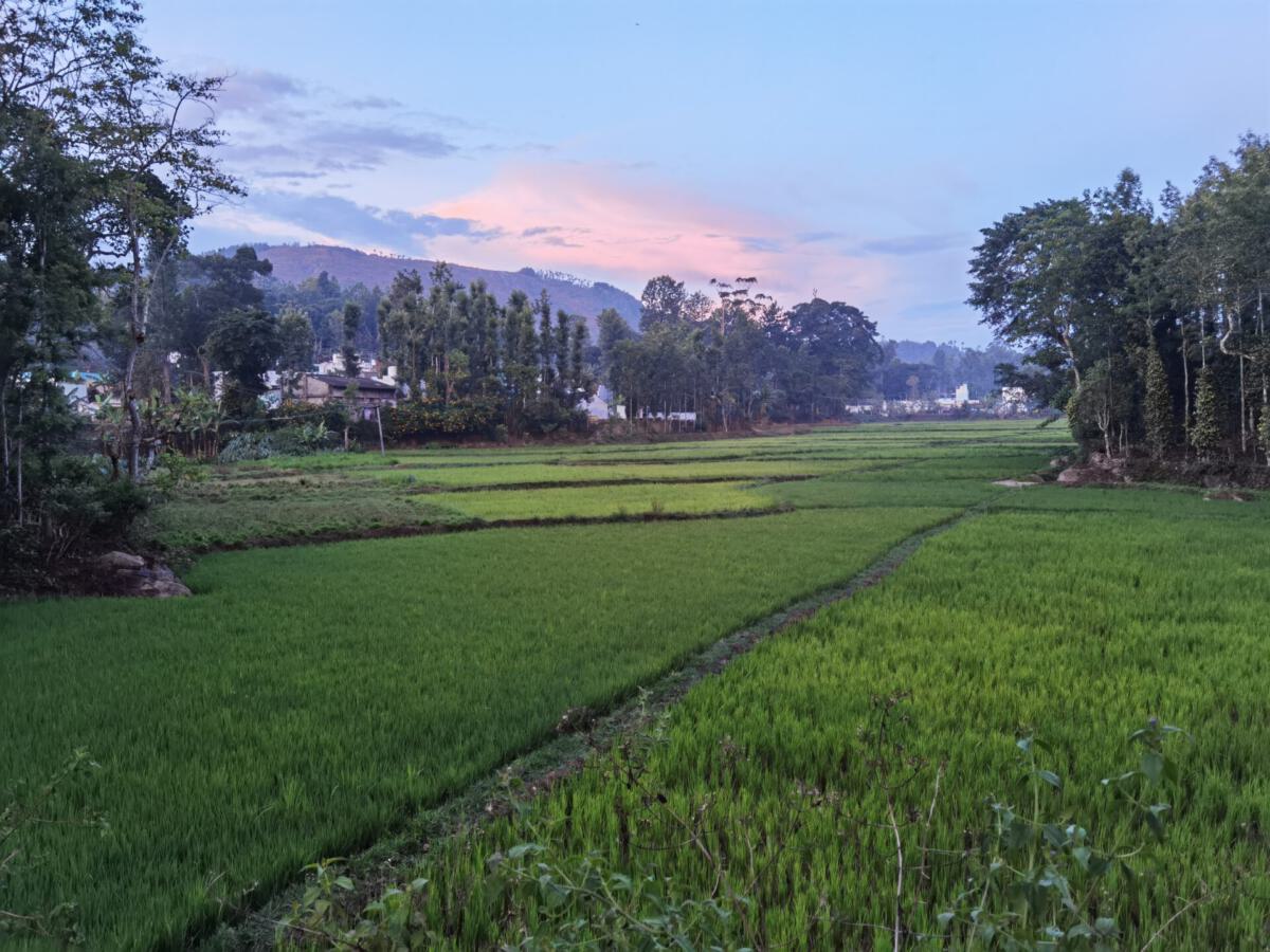 Kolli Hills