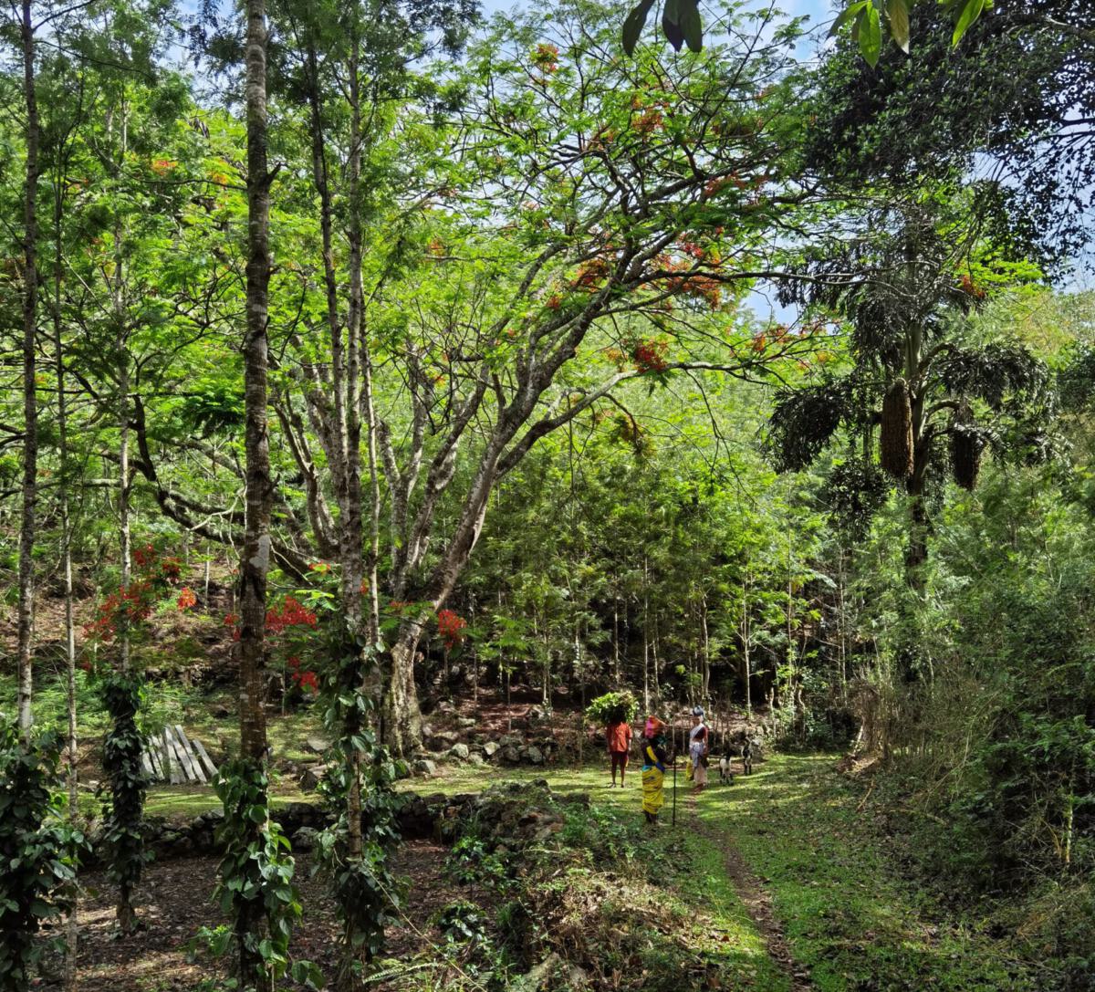 Kolli Hills