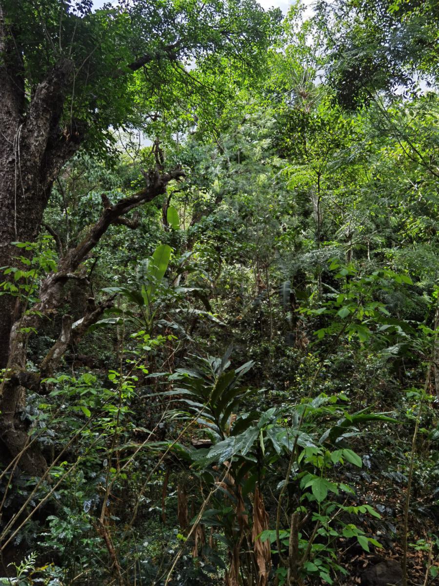 Kolli Hills