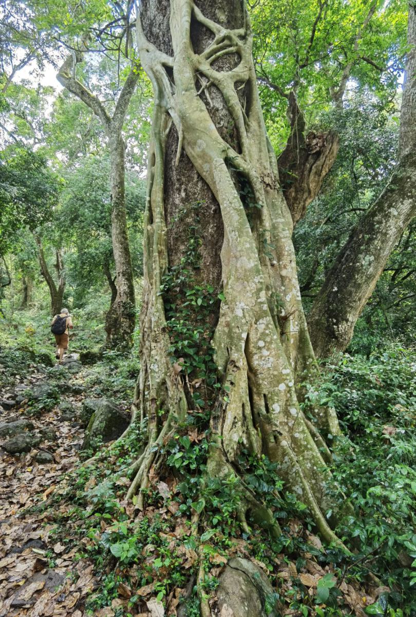 Kolli Hills