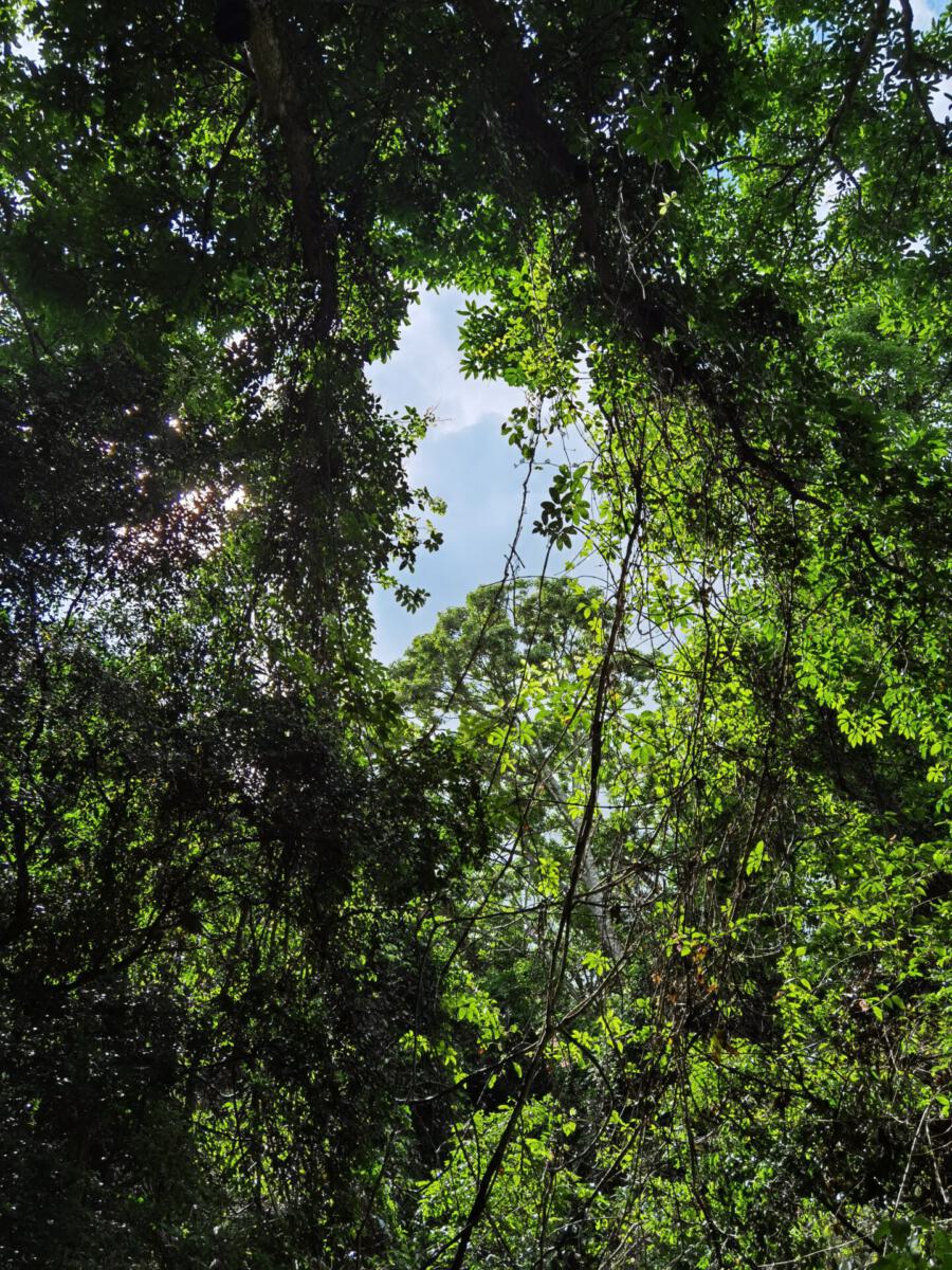 Kolli Hills