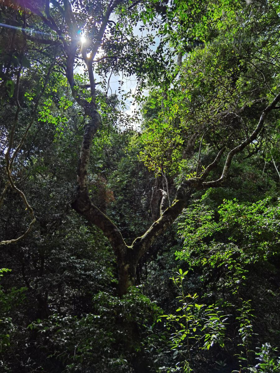 Kolli Hills