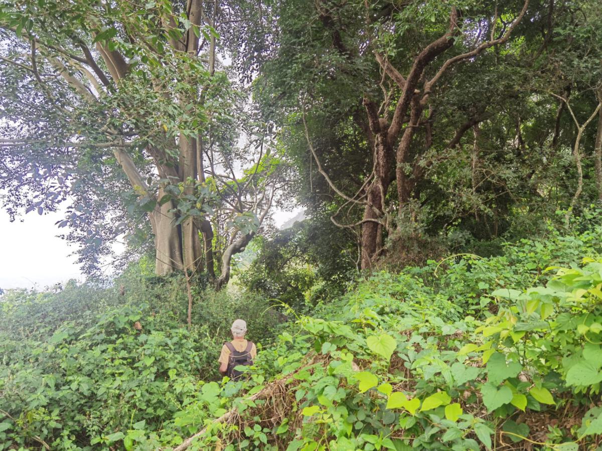 Kolli Hills