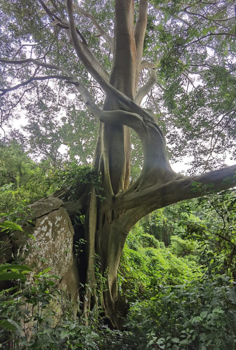 Kolli Hills